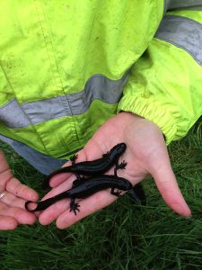 ecologist holding two great crested newts