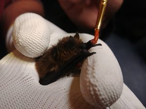 bat in gloved hand being fed in captivity