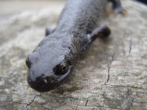 great crested newt on log