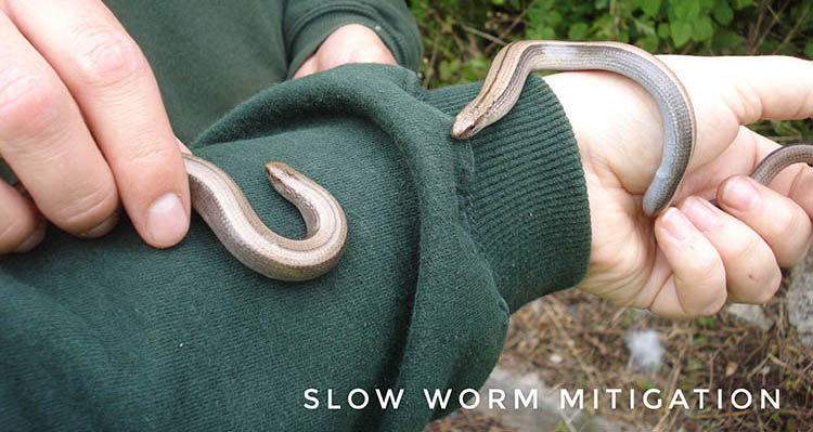 ecologist holding two slow worms