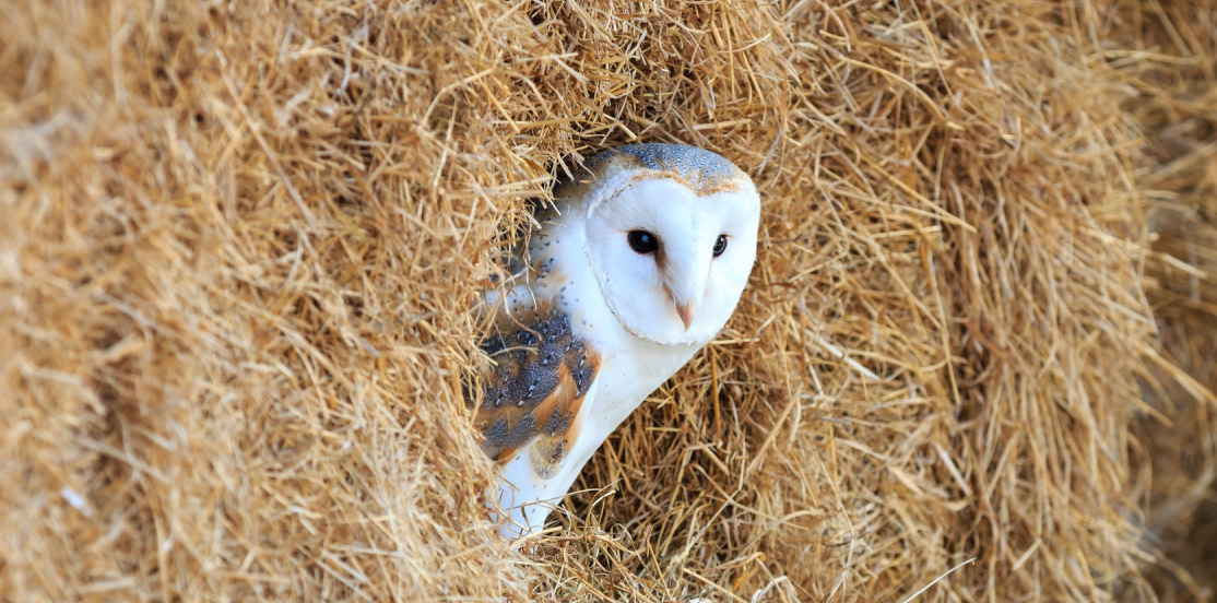 State of the UK Barn Owl Population 2016 | Contract Ecology