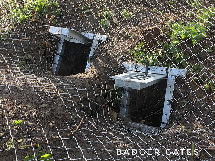 badger gate