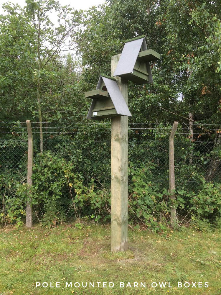 barn owl boxes pole mounted