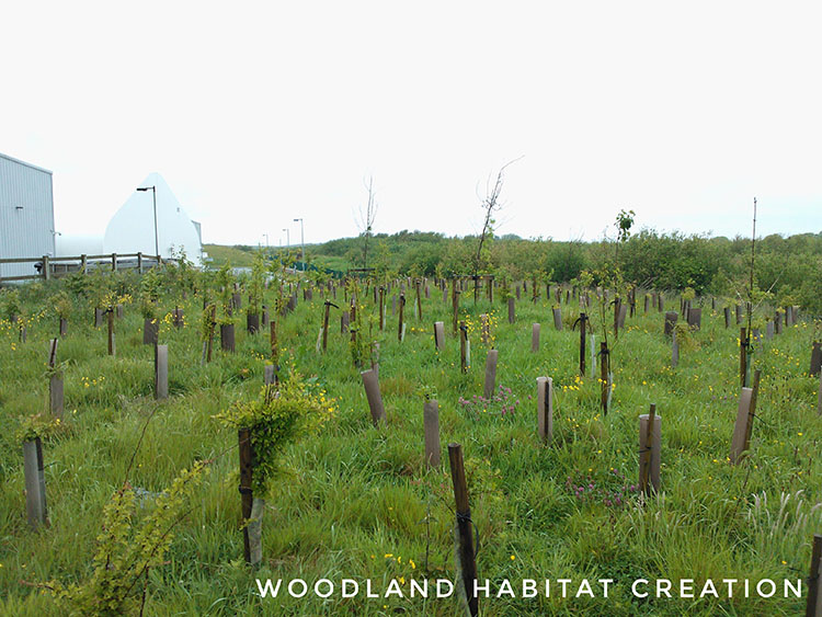 Woodland creation